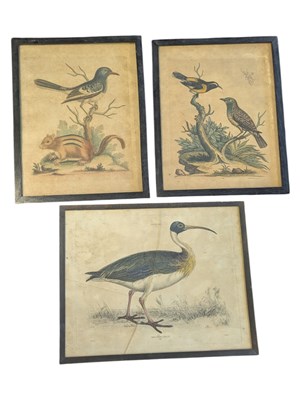 Lot 244 - COLLECTION OF THREE 18TH / 19TH CENTURY BIRD ENGRAVINGS
