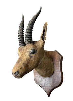 Lot 374 - NATURAL HISTORY/TAXIDERMY INTEREST - A MOUNTED TAXIDERMY IMPALA ANTELOPE HEAD