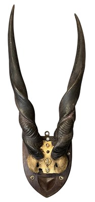 Lot 446 - NATURAL HISTORY/TAXIDERMY INTEREST - PAIR OF WOOD MOUNTED LESSER ELLAND HORNS