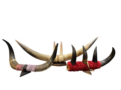 Lot 557 - NATURAL HISTORY/TAXIDERMY INTEREST - THREE SETS OF MOUNTED BUFFALO HORNS
