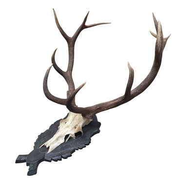 Lot 411 - NATURAL HISTORY/TAXIDERMY INTEREST - PAIR OF RED DEER STAG ANTLERS & SKULL ON MOUNT
