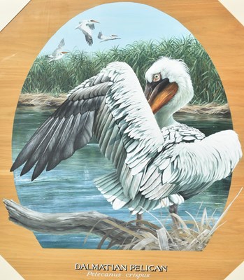Lot 105 - FORMER BRISTOL ZOO GARDENS - 'DALMATIAN PELICAN' - SUSAN JANE - PAINTING