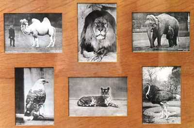 Lot 194 - FORMER BRISTOL ZOO GARDENS - EARLY 20TH CENTURY FRAMED PHOTOGRAPHS