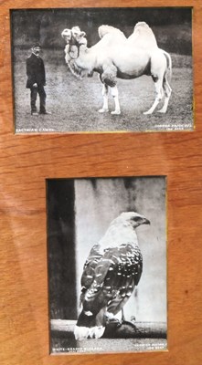Lot 194 - FORMER BRISTOL ZOO GARDENS - EARLY 20TH CENTURY FRAMED PHOTOGRAPHS