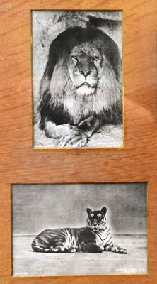 Lot 194 - FORMER BRISTOL ZOO GARDENS - EARLY 20TH CENTURY FRAMED PHOTOGRAPHS
