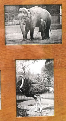 Lot 194 - FORMER BRISTOL ZOO GARDENS - EARLY 20TH CENTURY FRAMED PHOTOGRAPHS