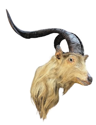 Lot 621 - NATURAL HISTORY TAXIDERMY INTEREST - SCOTTISH FERAL GOAT WITH HORSN
