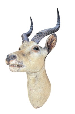 Lot 638 - NATURAL HISTORY TAXIDERMY INTEREST - COMMON IMPALA ANTELOPE NECK MOUNT