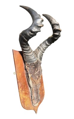 Lot 631 - NATURAL HISTORY TAXIDERMY INTEREST - PAIR OF MOUNTED CAPE RED HARTEBEEST HORNS