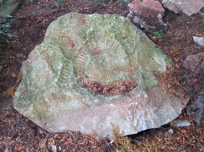 Lot 249 - FORMER BRISTOL ZOO GARDENS - AMMONITES - FROM OUTSIDE BUG WORLD