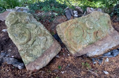 Lot 249 - FORMER BRISTOL ZOO GARDENS - AMMONITES - FROM OUTSIDE BUG WORLD
