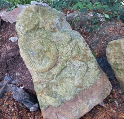 Lot 249 - FORMER BRISTOL ZOO GARDENS - AMMONITES - FROM OUTSIDE BUG WORLD