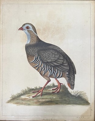 Lot 305 - WILLIAM HAYES (B. 1729-1799) - BARBARY PARTRIDGE WATERCOLOUR PAINTING