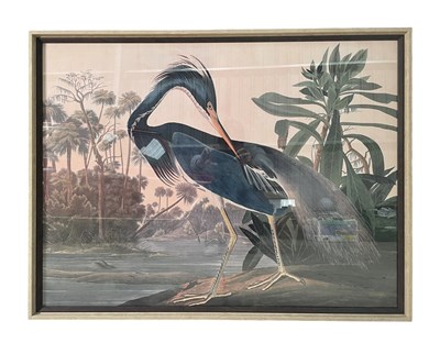 Lot 99 - JOHN JAMES AUDUBON - LOUISIANA HERON - LARGE INTERIOR PRINT