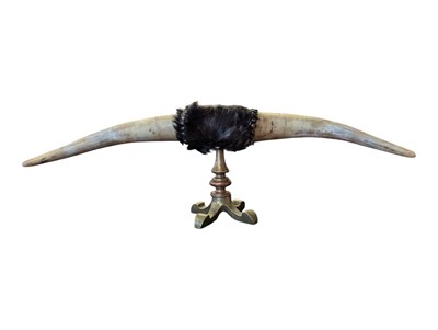 Lot 262 - 20TH CENTURY LARGE TAXIDERMY BULL HORN ON BRASS STAND