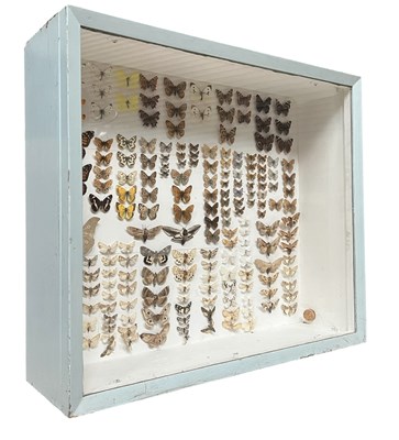 Lot 537 - ENTOMOTAXY INTEREST - GLASS & WOODEN CASE PINNED BUTTERFLY DISPALY